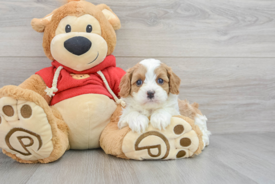 Cavapoo Pup Being Cute