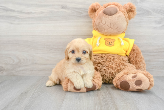 Funny Cavapoo Poodle Mix Pup