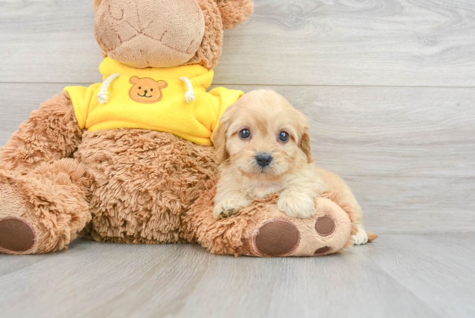 Cute Cavapoo Baby