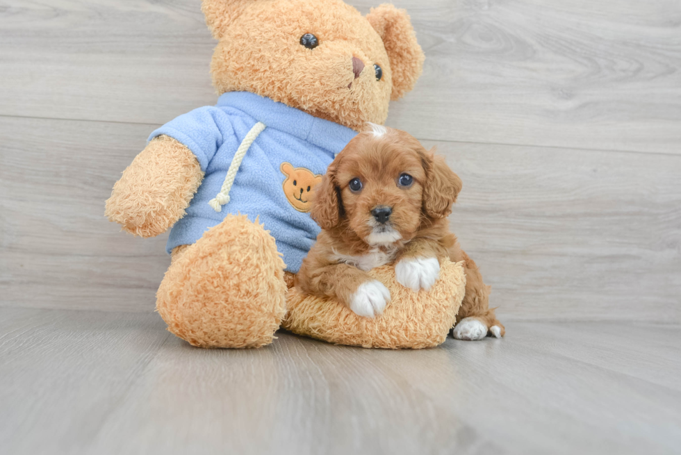 Friendly Cavapoo Baby