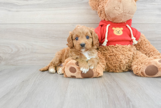 Cavapoo Pup Being Cute