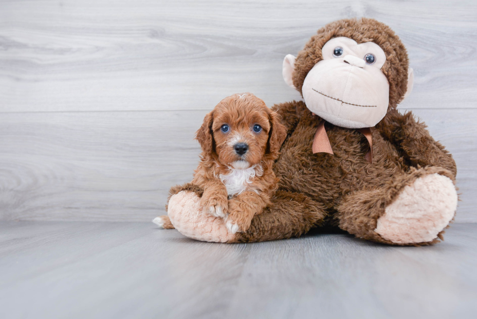 Cute Cavapoo Baby