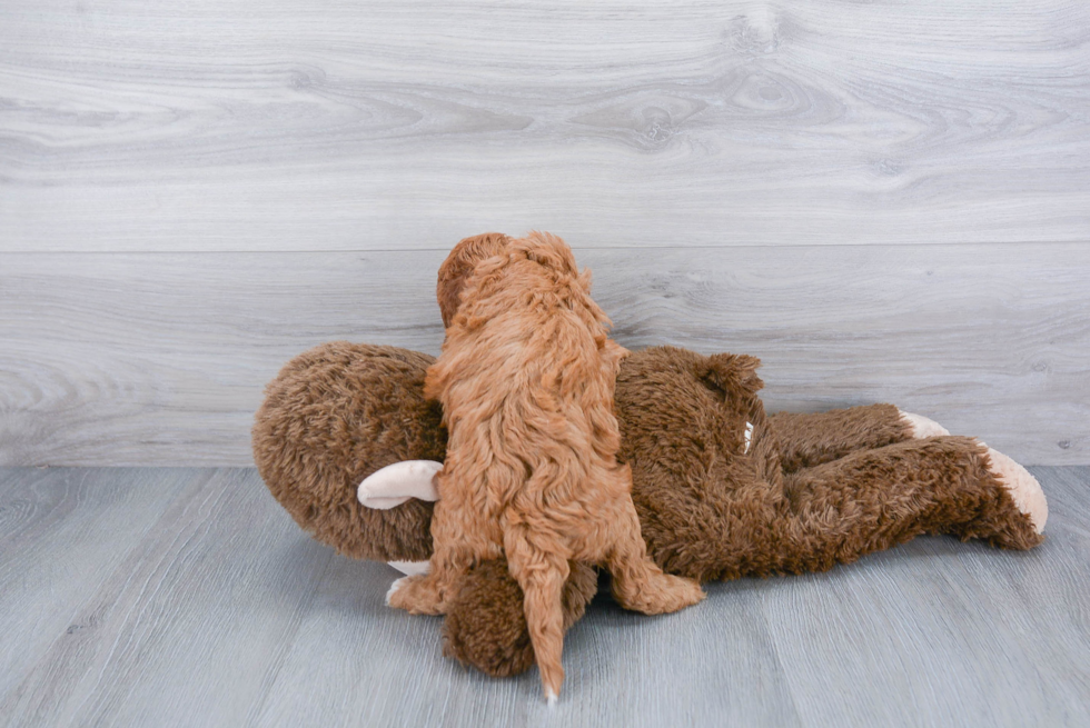 Hypoallergenic Cavoodle Poodle Mix Puppy