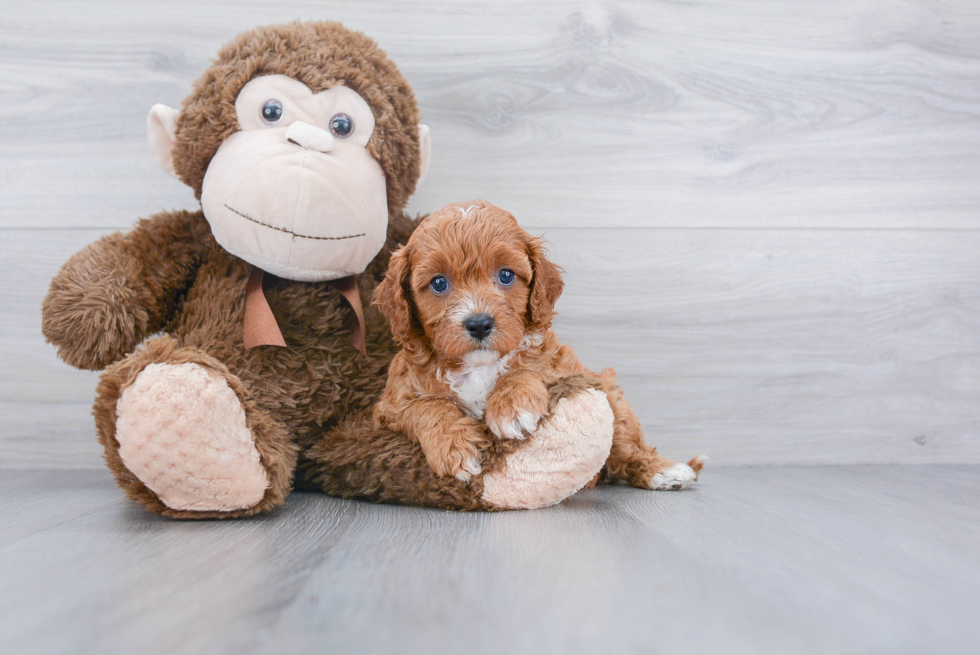 Sweet Cavapoo Baby