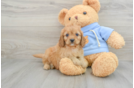 Best Cavapoo Baby