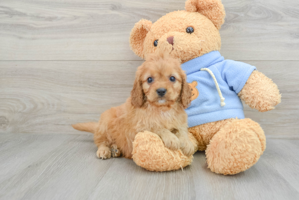 Best Cavapoo Baby