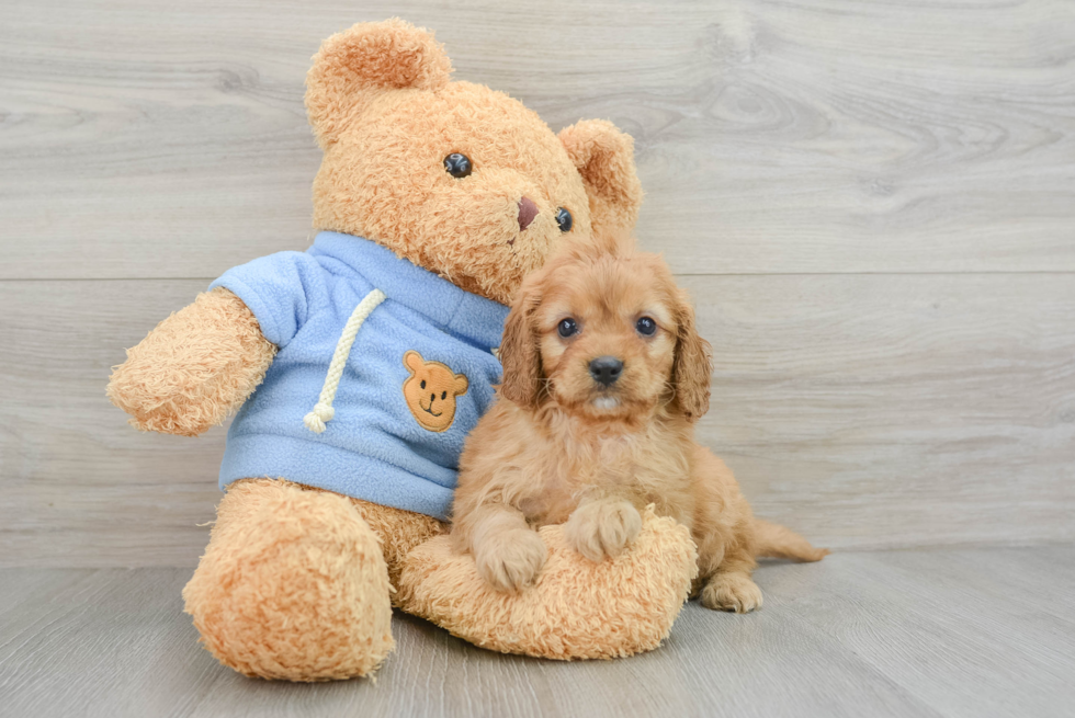 Cavapoo Pup Being Cute