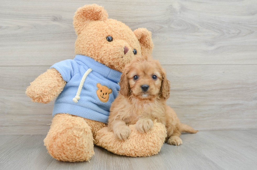 6 week old Cavapoo Puppy For Sale - Premier Pups