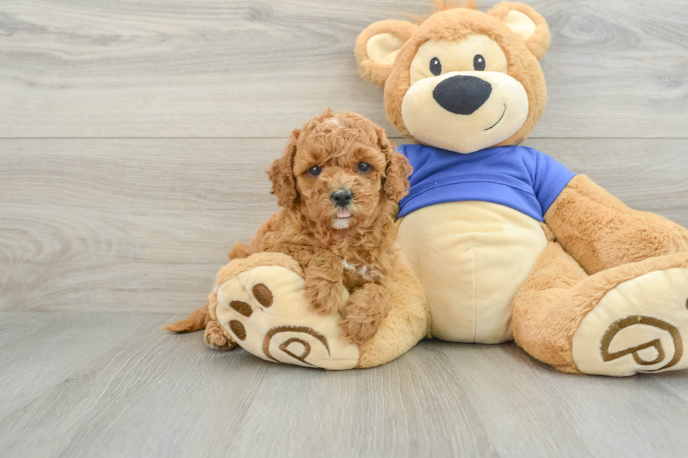 Cavapoo Pup Being Cute