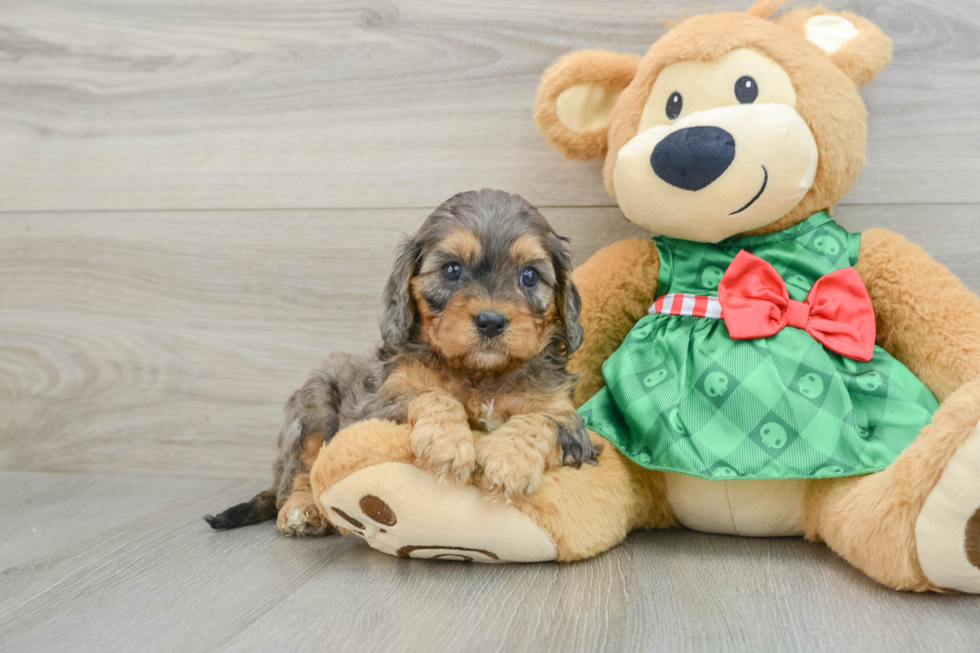 Cavapoo Puppy for Adoption