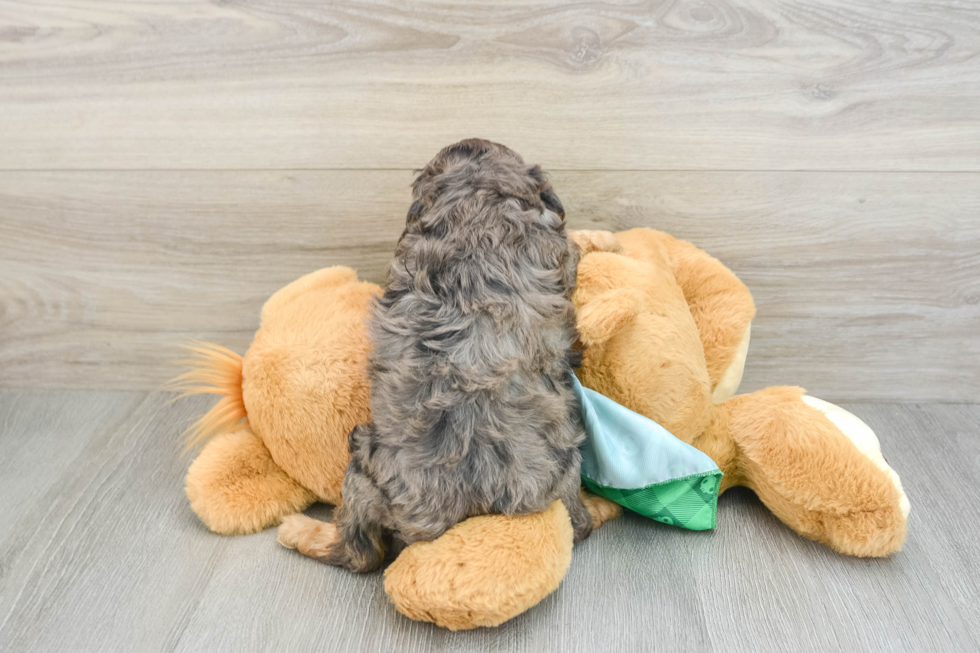 Fluffy Cavapoo Poodle Mix Pup