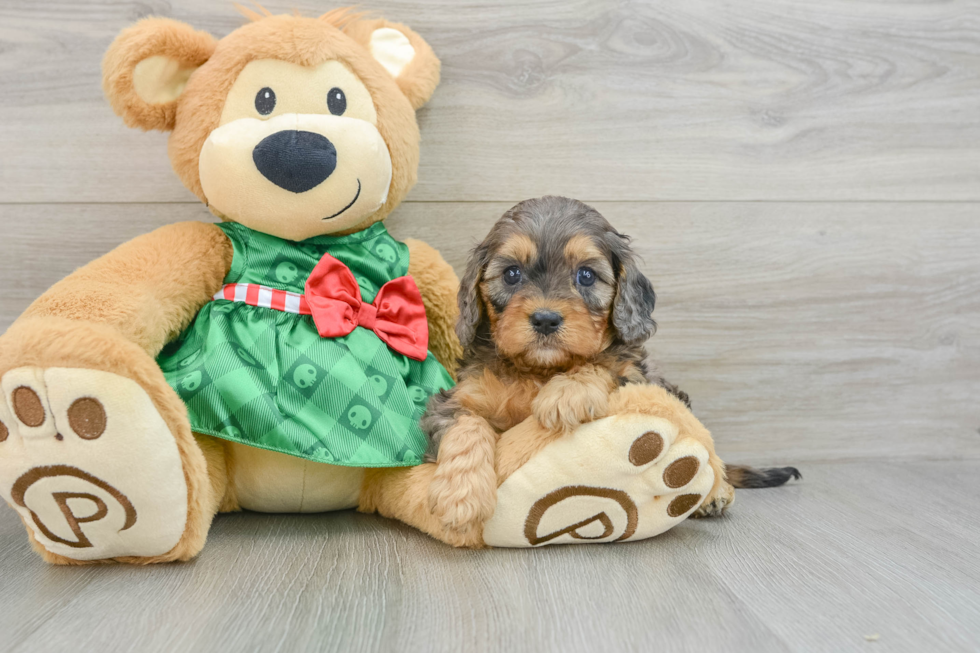 Cavapoo Pup Being Cute