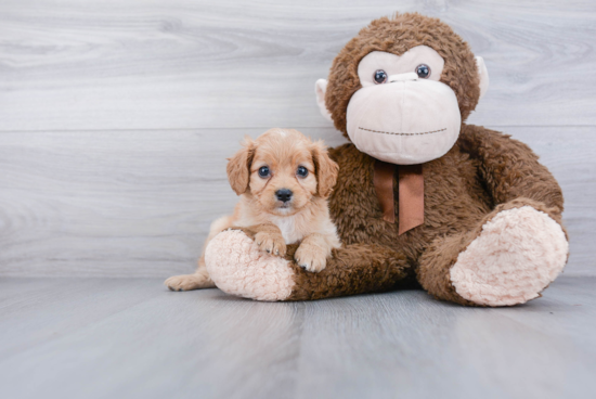 Cavapoo Puppy for Adoption