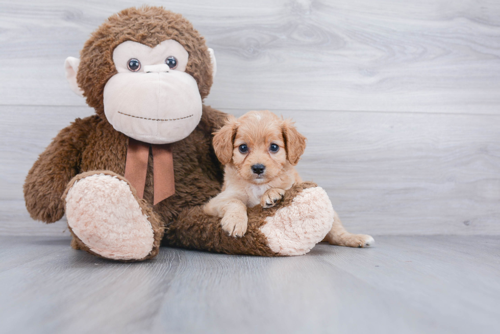 Cavapoo Pup Being Cute