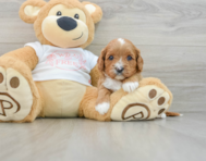 7 week old Cavapoo Puppy For Sale - Premier Pups