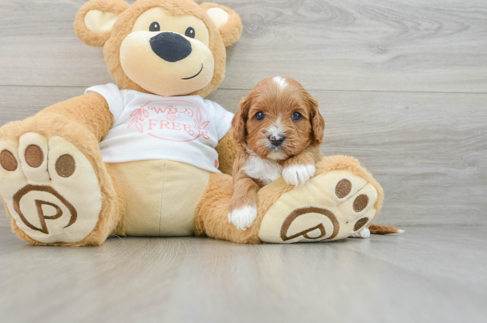 5 week old Cavapoo Puppy For Sale - Premier Pups