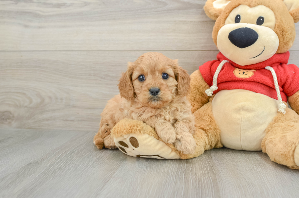 6 week old Cavapoo Puppy For Sale - Premier Pups