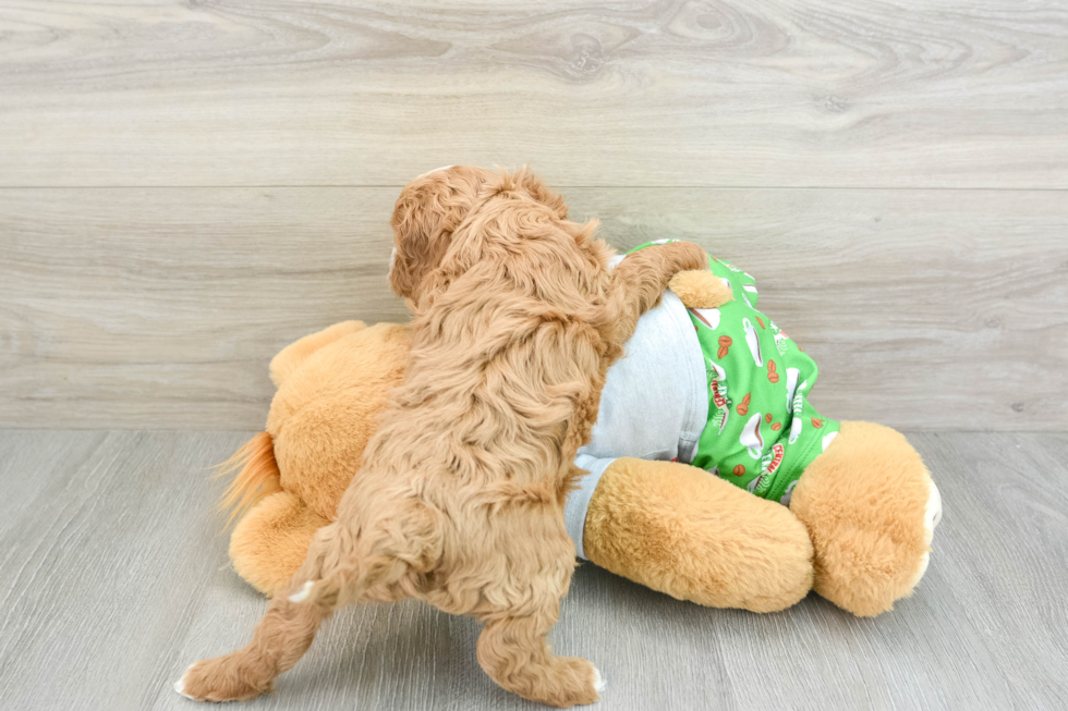 Cavapoo Pup Being Cute