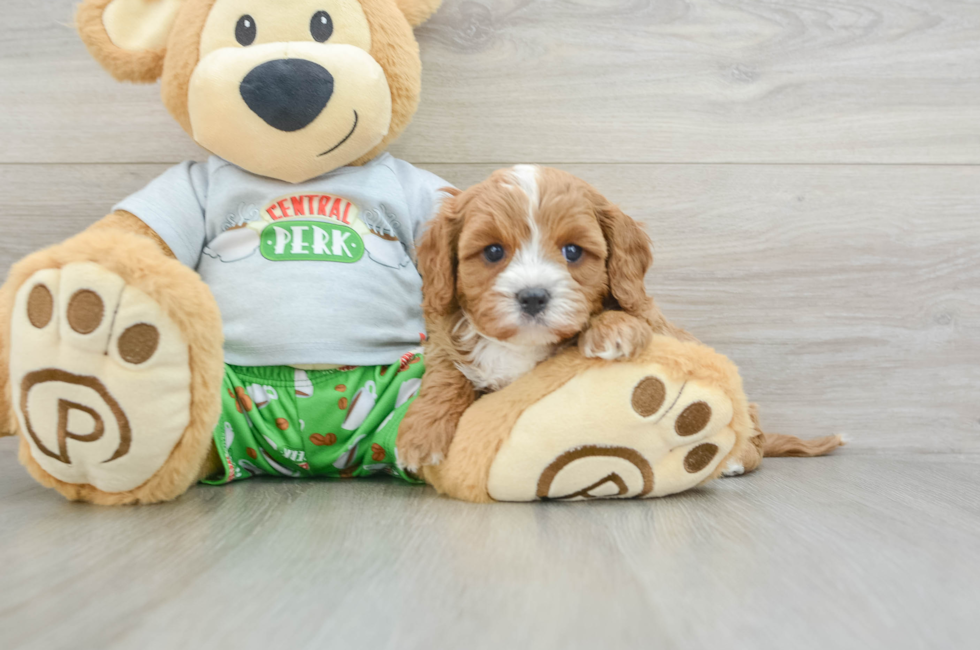 6 week old Cavapoo Puppy For Sale - Premier Pups