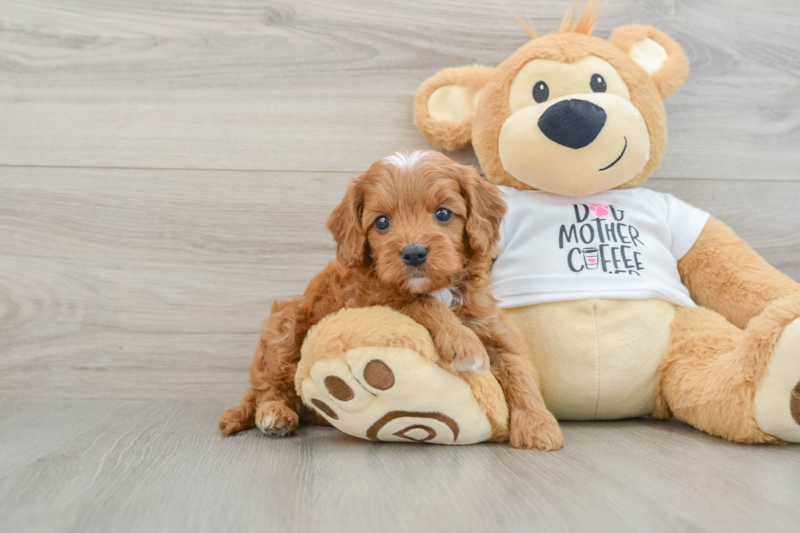 Meet Albany - our Cavapoo Puppy Photo 1/3 - Premier Pups