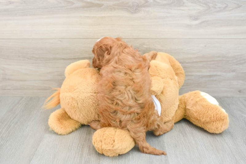 Meet Albany - our Cavapoo Puppy Photo 2/3 - Premier Pups
