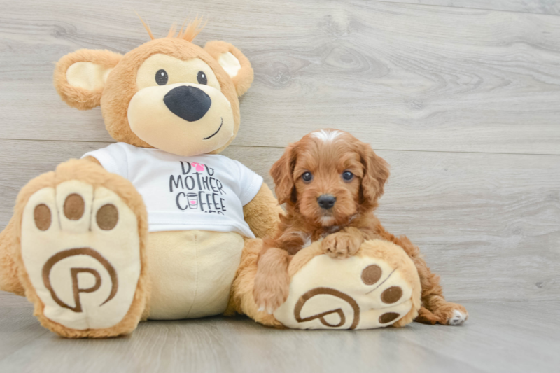 Meet Albany - our Cavapoo Puppy Photo 3/3 - Premier Pups