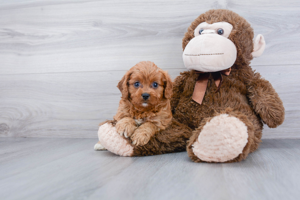 Smart Cavapoo Poodle Mix Pup