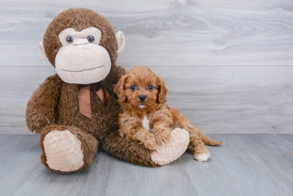 Best Cavapoo Baby