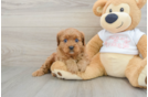 Cavapoo Pup Being Cute