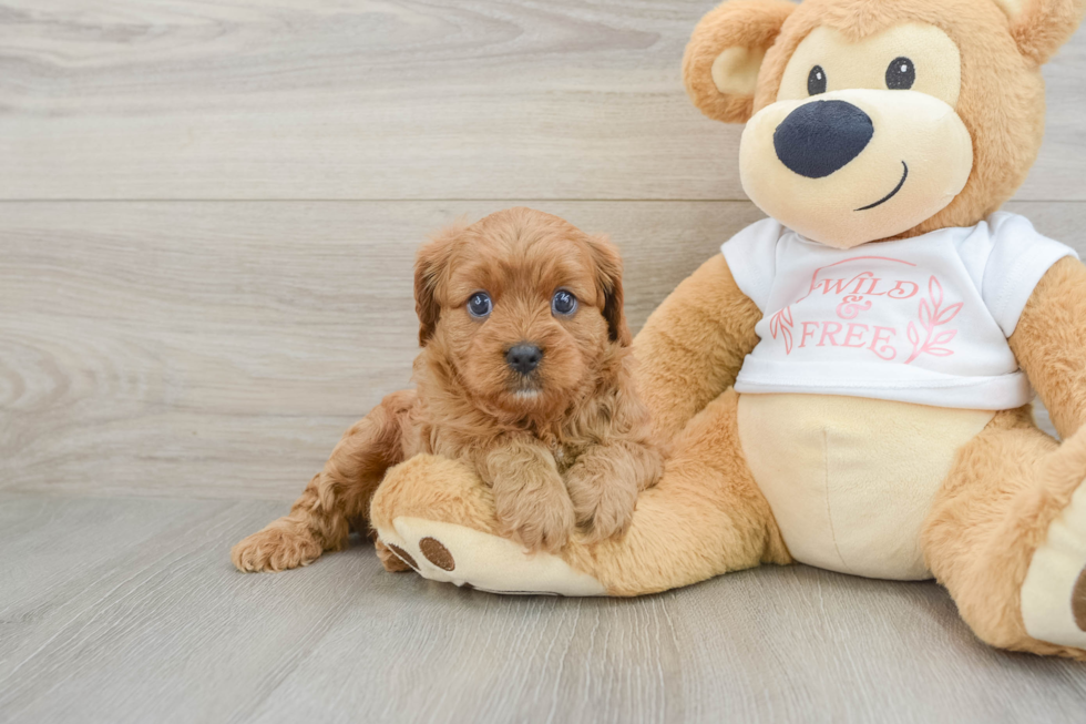 Cavapoo Pup Being Cute