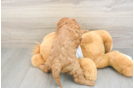 Cavapoo Pup Being Cute