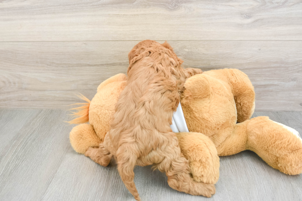 Cavapoo Pup Being Cute