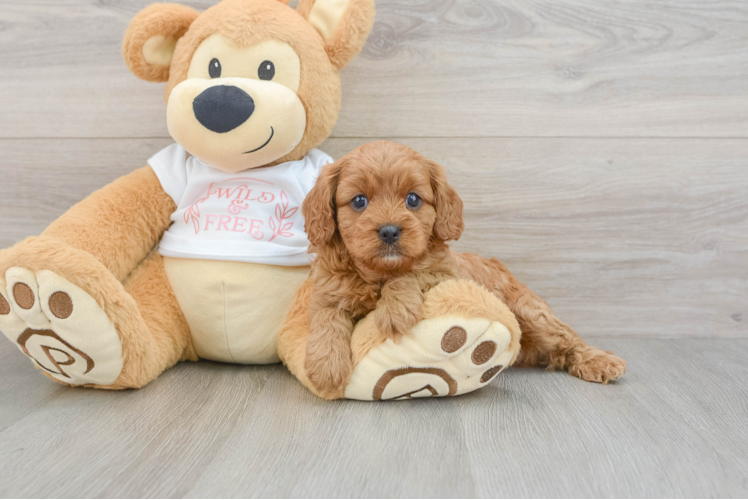 Best Cavapoo Baby