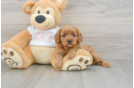 Best Cavapoo Baby