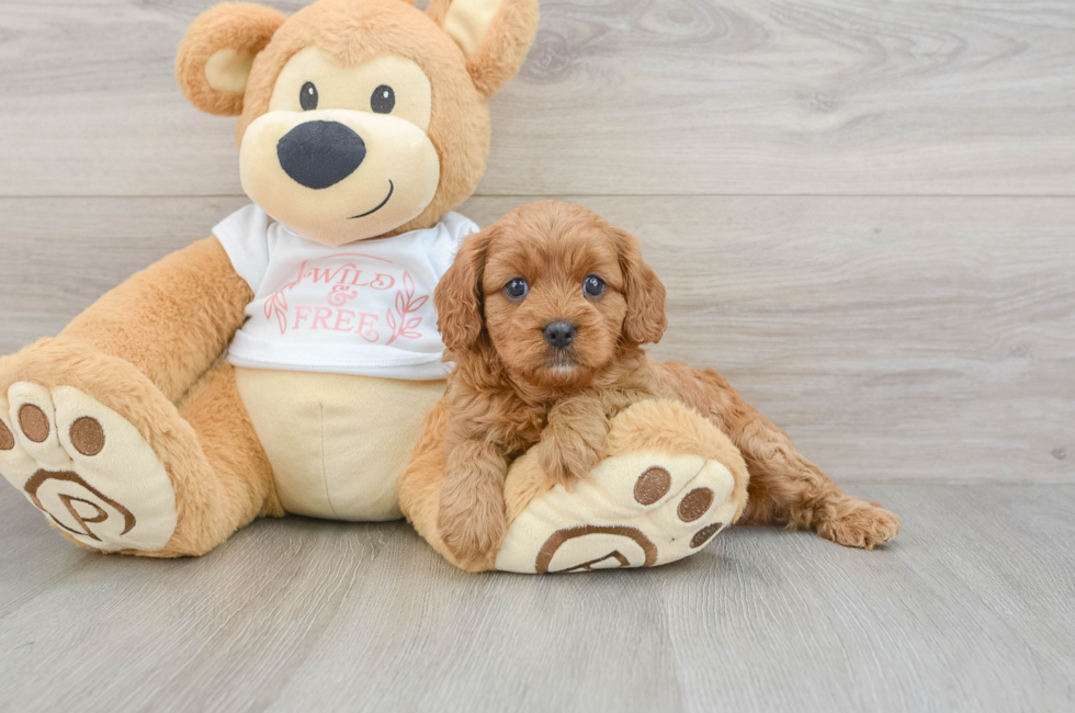 6 week old Cavapoo Puppy For Sale - Premier Pups
