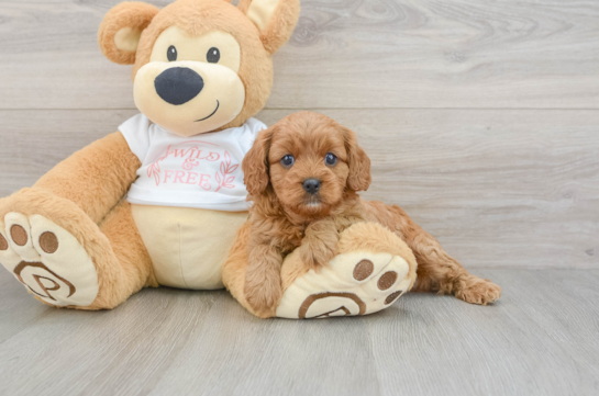 Best Cavapoo Baby