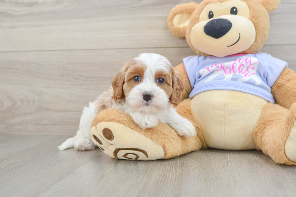 Cute Cavapoo Baby