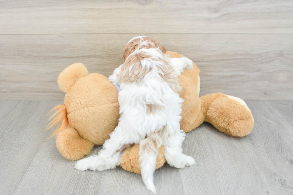 Adorable Cavalier King Charles Spaniel and Poodle Mix Poodle Mix Puppy