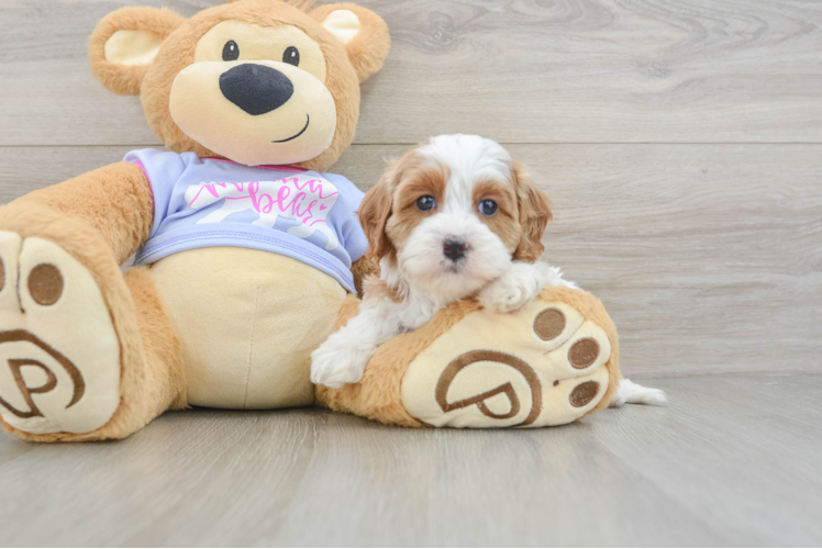 Small Cavapoo Baby