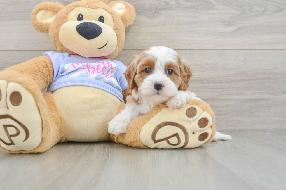 5 week old Cavapoo Puppy For Sale - Premier Pups