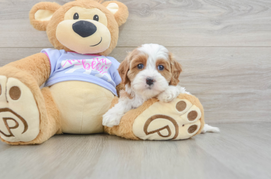 Small Cavapoo Baby