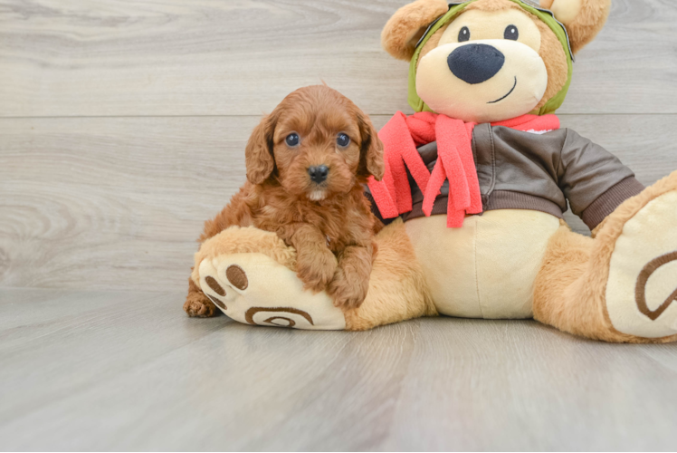Cavapoo Puppy for Adoption