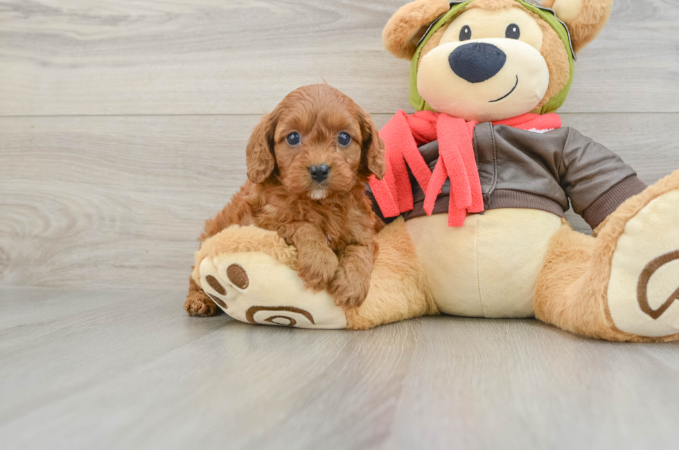 6 week old Cavapoo Puppy For Sale - Premier Pups
