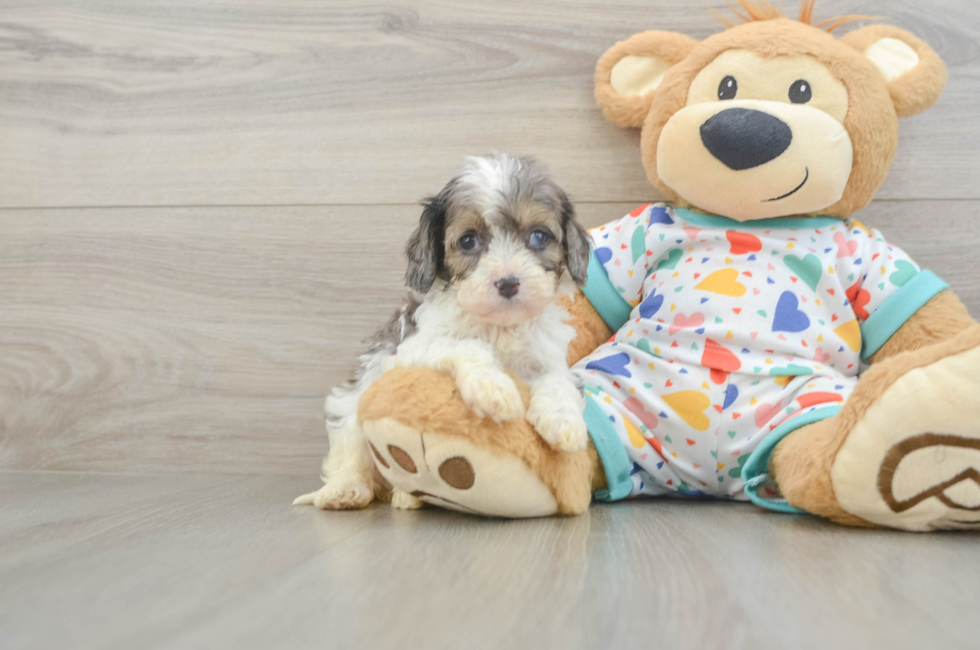 6 week old Cavapoo Puppy For Sale - Premier Pups