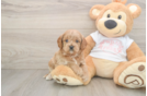 Best Cavapoo Baby