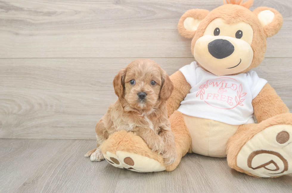 5 week old Cavapoo Puppy For Sale - Premier Pups