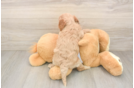 Cavapoo Pup Being Cute