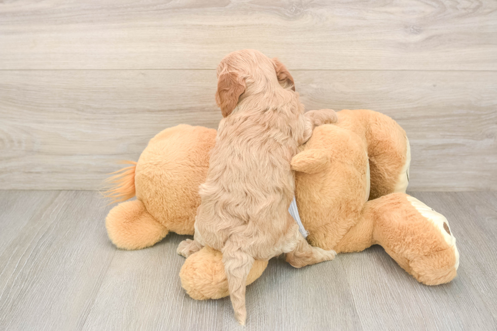 Cavapoo Pup Being Cute