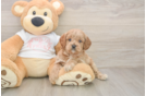 Small Cavapoo Baby