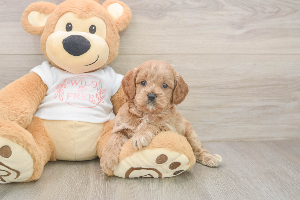 Small Cavapoo Baby